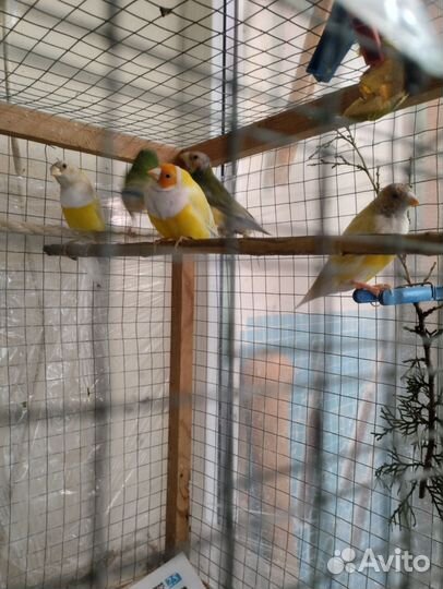 Амадины гульда