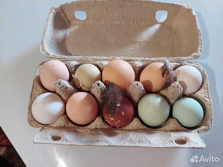 Инкубационные Яйцо домашнее