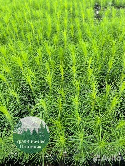 Сеянцы зкс Сосна Ель Лиственница окс Голуб Горн