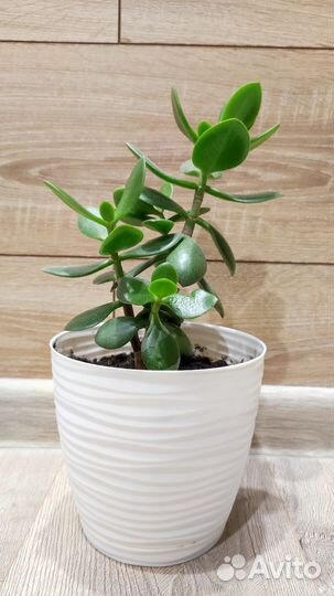 Денежное дерево (толстянка крассула)