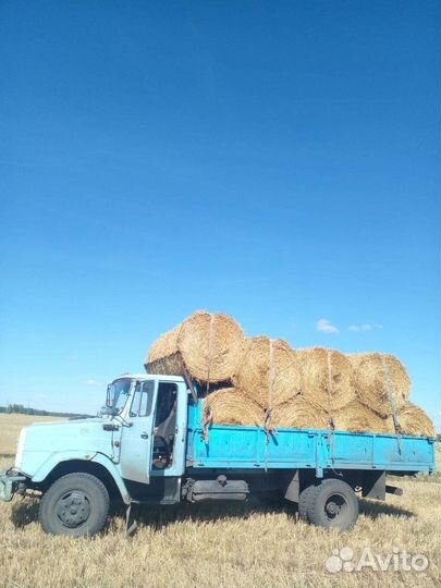 Солома ячменная