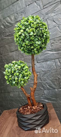 Топиарий самшит