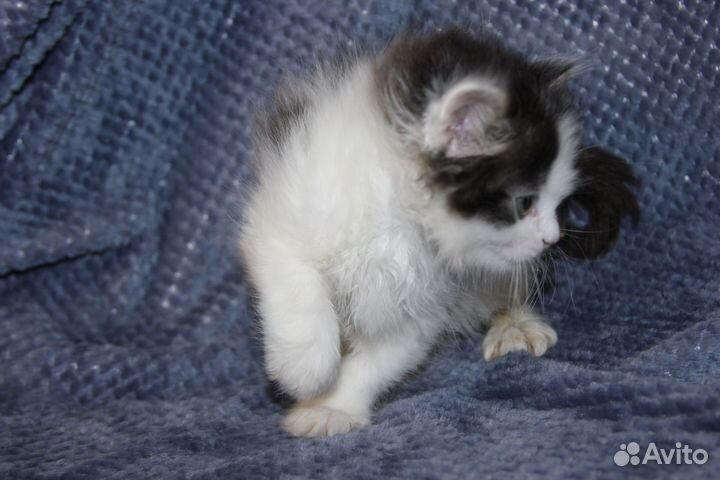 Котик пушистый