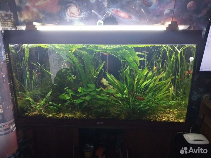 Аквариум