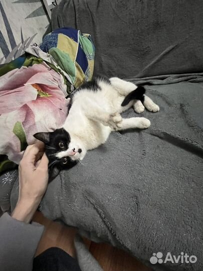 Маленькая кошечка