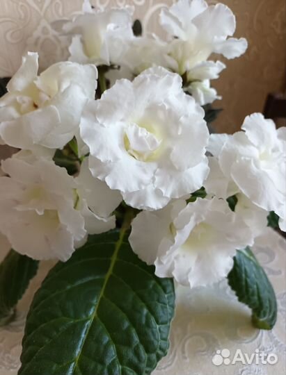 Глоксиния махровая 4 цвета #комнатные цветы