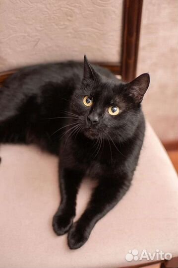 Чёрный лощёный котик Яша