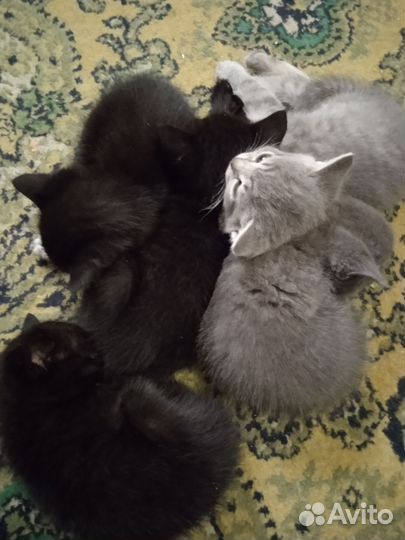 Котята в добрые руки