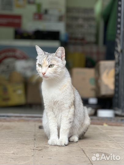 Трехцветная кошка миниатюрная