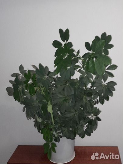 Цветок шефлера взрослое растение