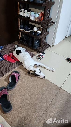 Отдам щенка в добрые руки