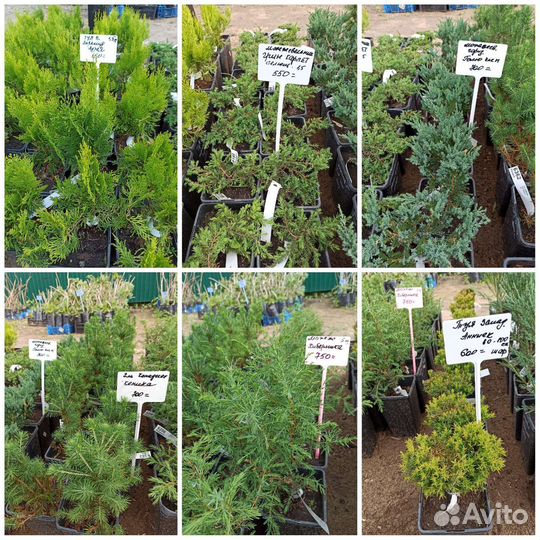 Большой выбор хвойных растений