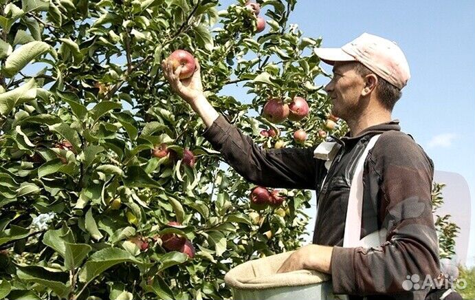 Сборщик яблок в саду