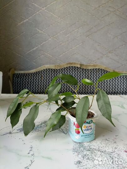 Фикус бенджамина