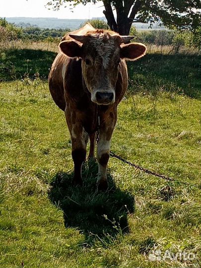 Продаётся бык