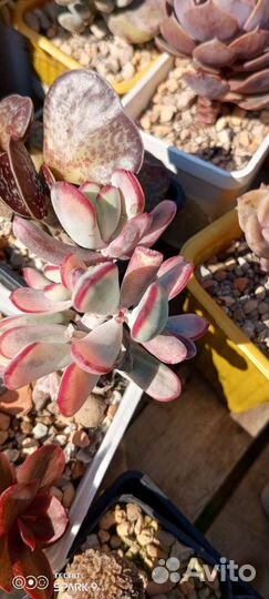 Котиледоны