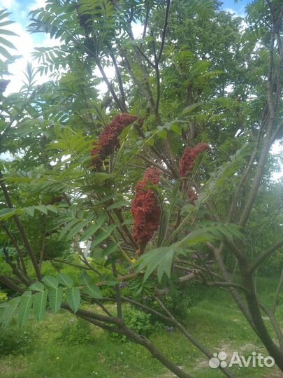 Саженцы липы, сумаха оленерогого,каштана