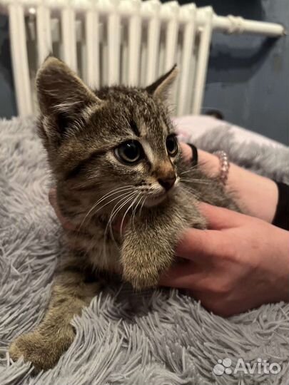 2 котенка в добрые руки