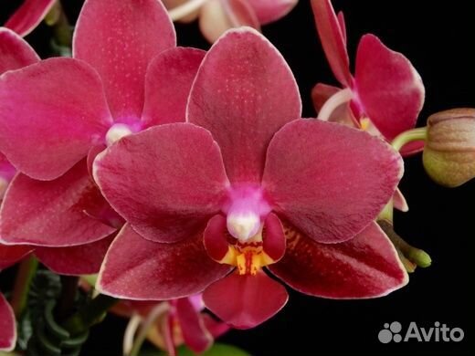 Орхидея фаленопсис YH0555 Lucky