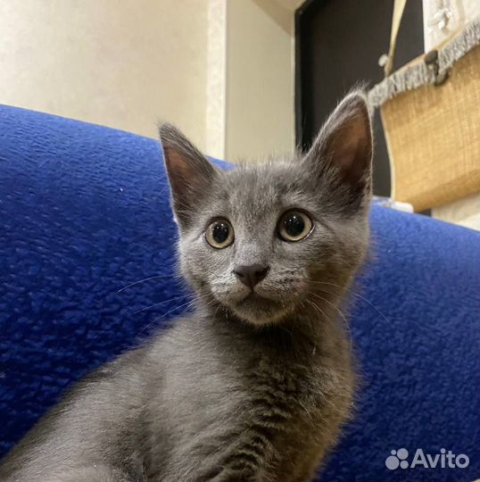 Серый котенок Арсений