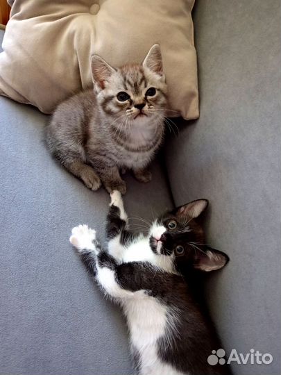 Малыши котята