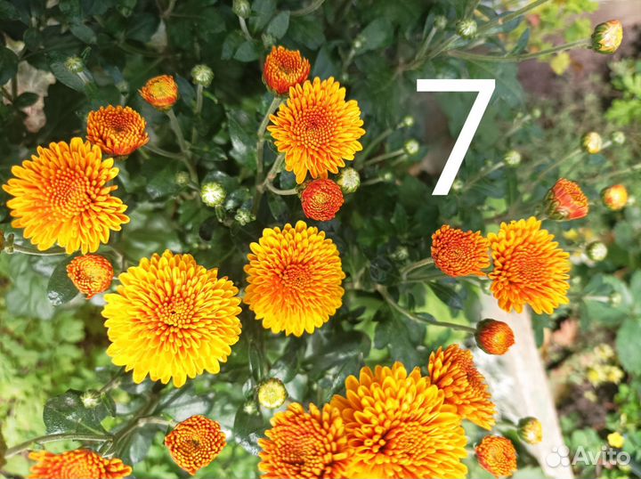 Хризантема