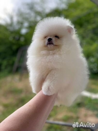 Щенки померанского шпица
