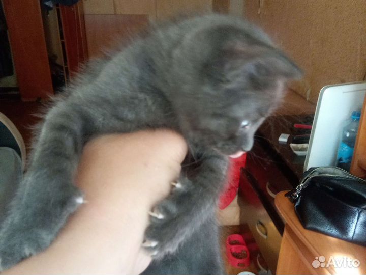 Котята