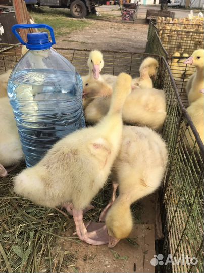Гусята, утята, мулард и др.молодняк С/Х птицы