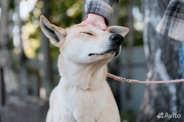 Маленькая собака бесплатно