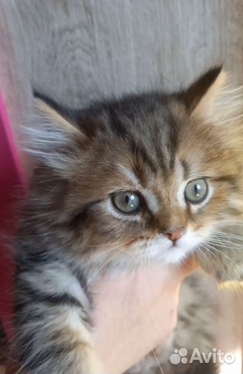 Милые пушистики