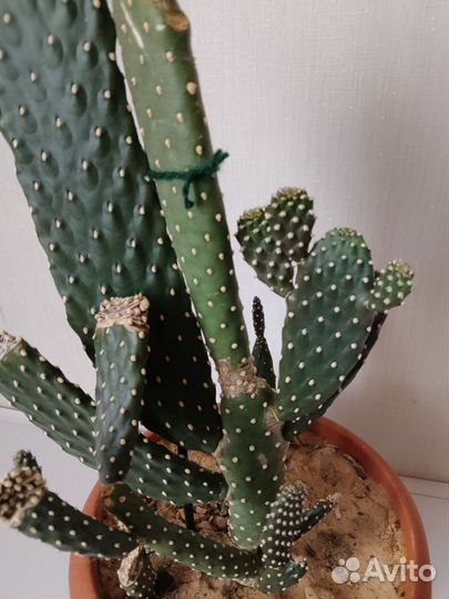 Кактус опунция