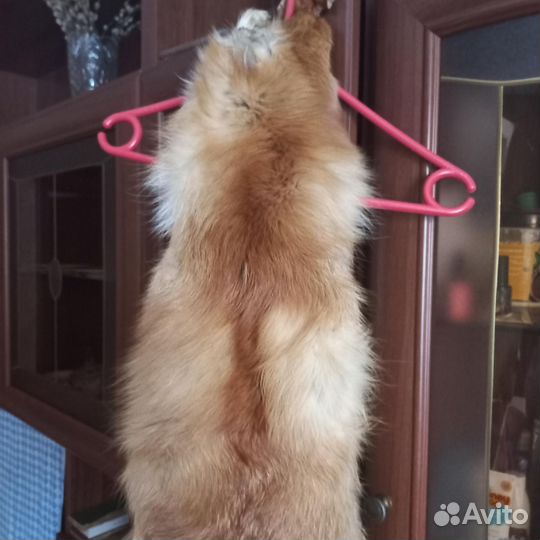 Лисья шкура