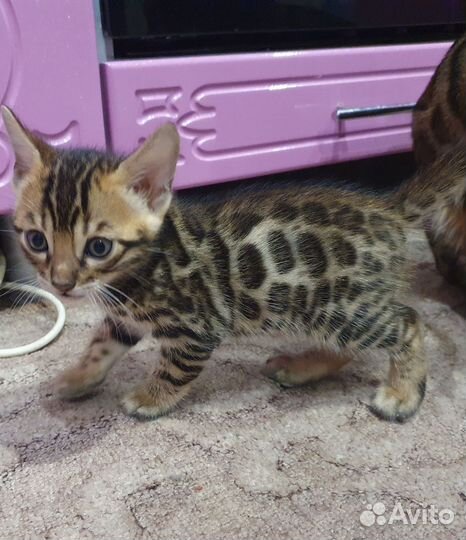 Бенгальская