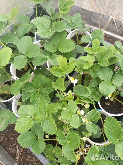 Рассада клубники