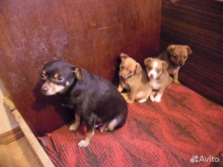 Той-терьер щенки