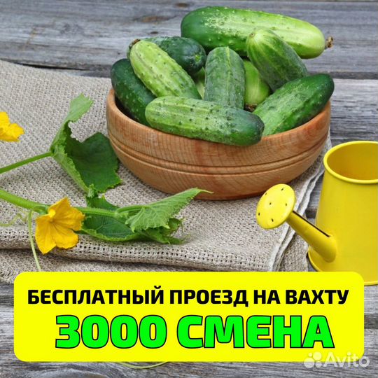 Выезд бесплатно, сборщик овощей в теплице, вахта