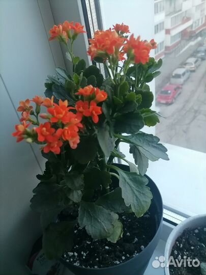 Комнатные цветы каланхоэ