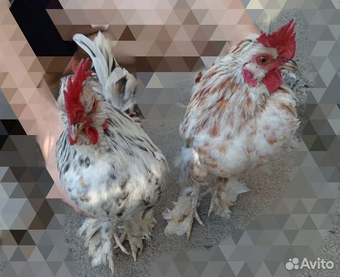 Петушки породы Алтайская Бентамка