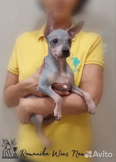 Щенки Американского голого терьера агт