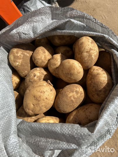 Картофель сорт Ла Страда