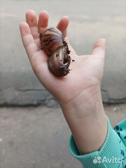 Улитка ахатинская