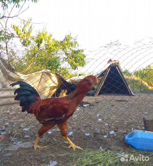 Орловские ситцевые куры