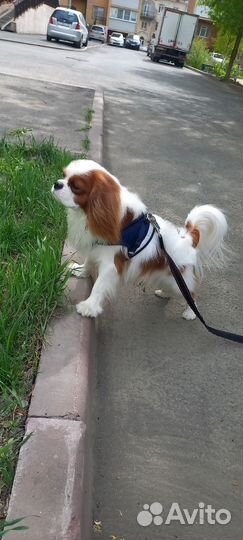 Собака для вязки