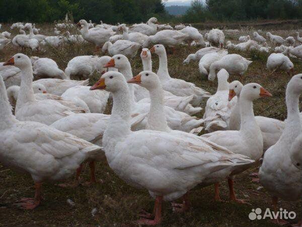 Гусь и гусыня