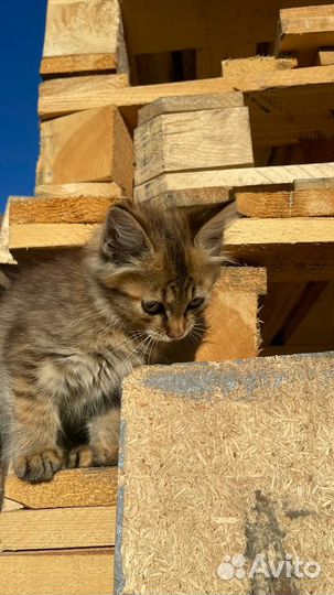 Котики бесплатно