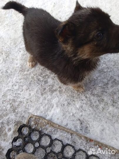 Щенки метисы в добрые руки