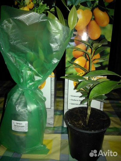 Саженцы цитрусовых (комнатное растение) (зкс)