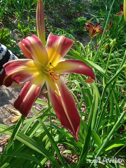 Лилейники сортовые спайдеры и не только почтой