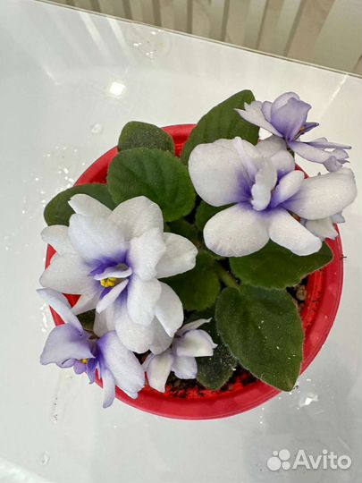 Фиалка ле- Мятная прохлада